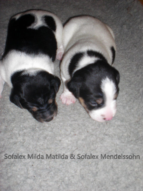 Milda Matilda och Mendelssohn.jpg